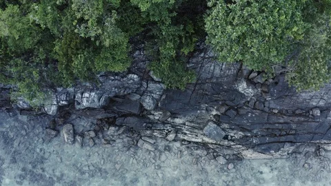 Tree to coral Stock Footage 116662330