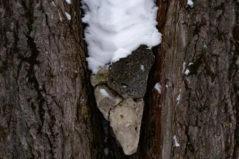 Tree core with bone and snow Fotos de archivo