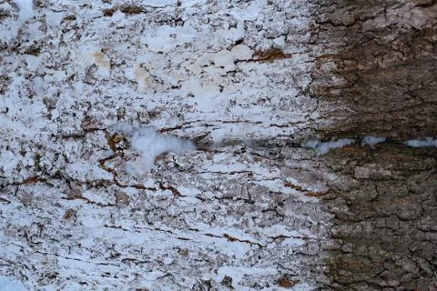 Tree core with snow in the middle Fotos de archivo