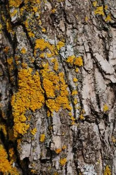 Tree cork background 库存照片
