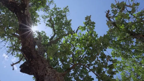 Tree (Cork Oak) with Sun Flare Stock Footage 315520369