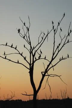 The Tree Of Cormorant Stock Photos
