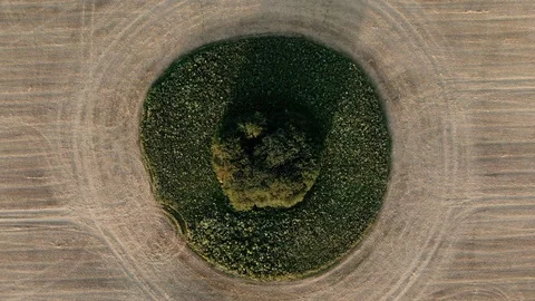 A tree on a corn field. Stock Footage 115061111