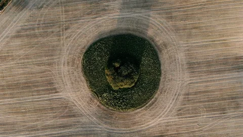 A tree on a corn field Stock-Footage 115077224