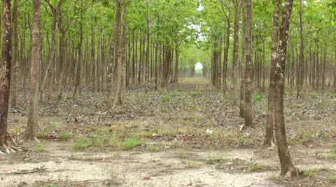 Tree corridor Stock-Footage 23577662