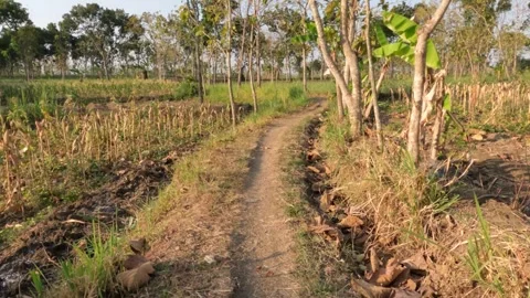 Tree Corridor Video stock 251802338