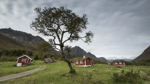 Tree with cottages Stock Footage 87613622