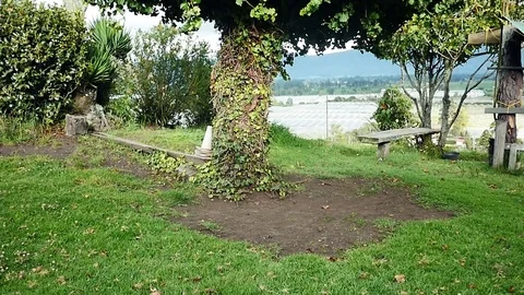 Tree in the countryside Stock Footage 75328759