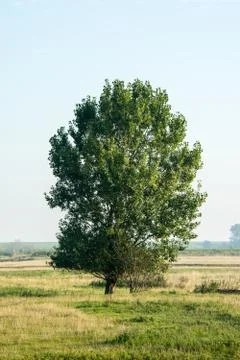 Tree on countryside Stock Photos