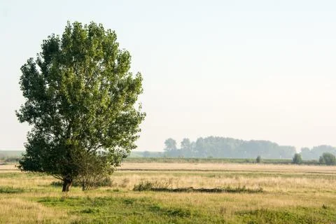 Tree on countryside Stock Photos