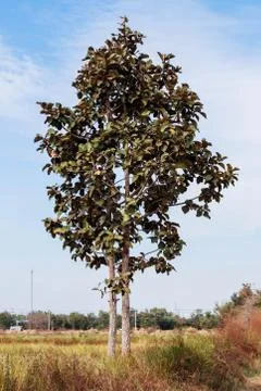 Tree of countryside. Stock Photos