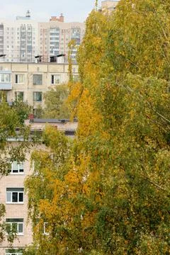 Tree in courtyard of a multi-storey building. landscaping of skyscraper Stock Photos