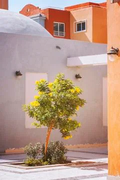 Tree in courtyard 스톡 사진