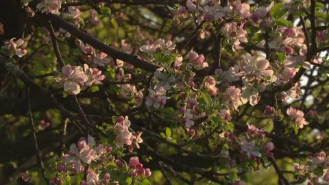 Tree covered in blossoms in bright sunlight Stock Footage 330951531