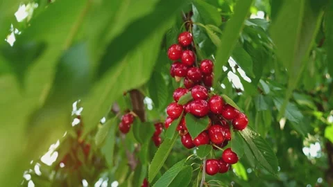 Tree is covered with cherries. An abundance of ripe fruits. Orchard on sunny day Stock Footage 149241114