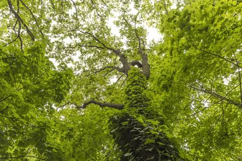 Tree covered by climbing plant inside the woods, looking upward Stock Photos