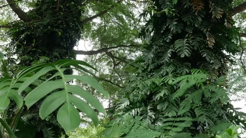 Tree covered with climbing tropical plants and vines in park Stock Footage 323295010