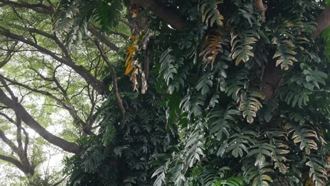Tree covered with climbing tropical plants and vines in park Stock Footage 324426765
