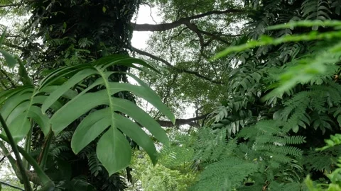 Tree covered with climbing tropical plants and vines in park Stock Footage 324427074