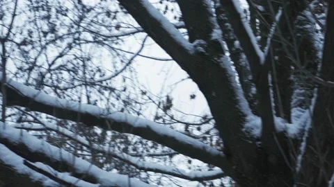 Tree covered with the first snow. Fallen trees in the city. winter season Video stock 227779561