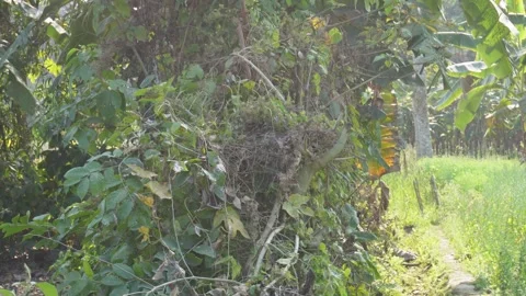 Tree Covered Video stock 333914898