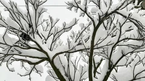 Tree covered with freshly fallen snow on a snowy winter day Stock Photos