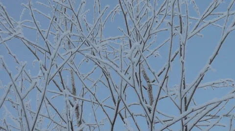Tree covered with frost Stock Footage 29173088