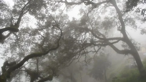 Tree covered with full of clouds Stock Footage 132113375