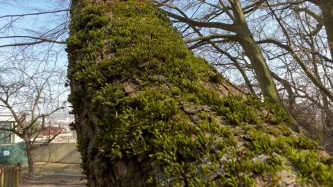 A tree covered with green moss Stock Footage 304609355