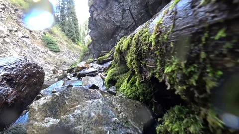 A tree covered with green moss lies on the river. Stock Footage 160675221