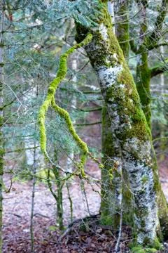 Tree covered in green moss Stock Photos