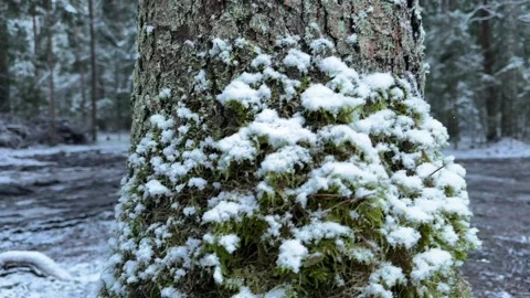 Tree covered with green moss in snow in winter snowy forest Stock Footage 297404290