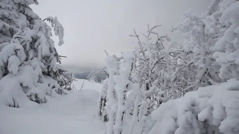 Tree covered with heavy snow Stock Footage 77805936