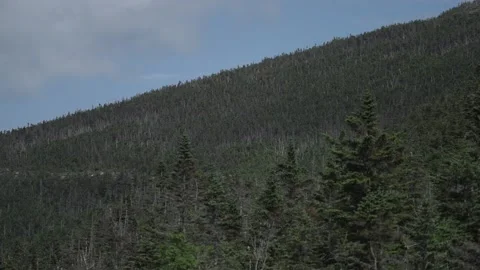 Tree covered hill Stockbeeldmateriaal 171341234