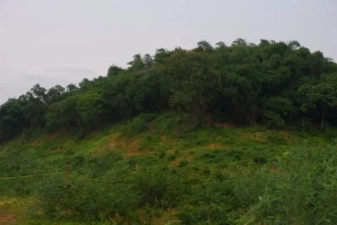 Tree Covered Hillside at Bukit AEON Cikarang Stock Photos