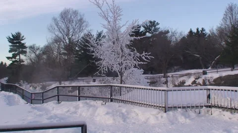 Tree covered with ice. Stock Footage 34643167