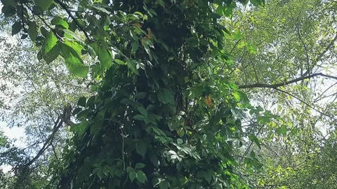 A tree covered in ivy Stock Footage 159741944