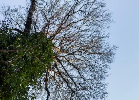 Tree covered with ivy. 库存照片