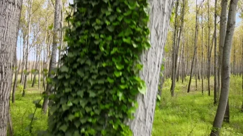 A tree covered in ivy in the woods Stock Footage 253032508