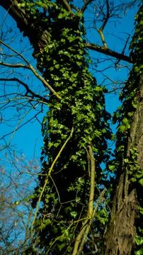 A tree covered with leaves Stock Photos