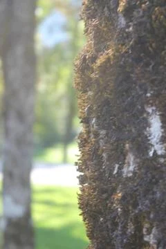 Tree covered in lichen 写真素材