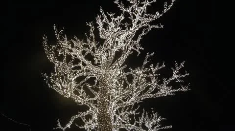 Tree Covered in Lights #1 Stock Footage 12691027