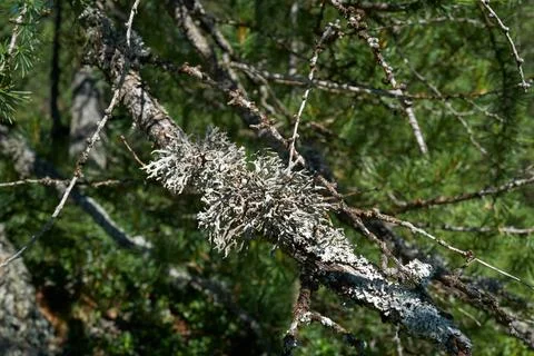 A tree covered with lush lichens. Stock Photos