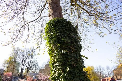 Tree covered with many leaves Stock Photos