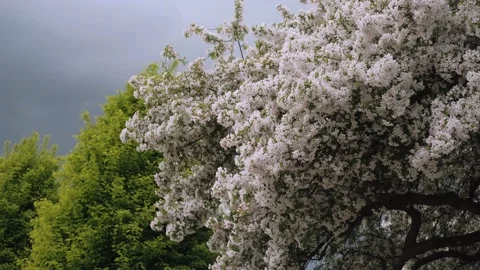 Tree covered with many white flowers Stock Footage 154527018