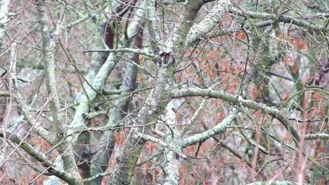 Tree covered with mildew was slightly swinging from the wind Stock Footage 83375417