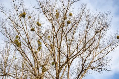Tree covered with mistletoe branches in early spring Stock Photos