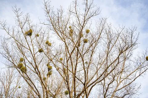 Tree covered with mistletoe branches in early spring Stock Photos