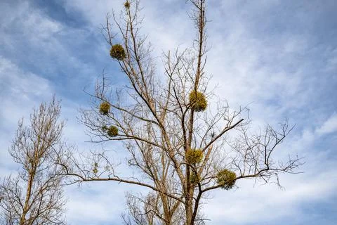 Tree covered with mistletoe branches in early spring Stock Photos