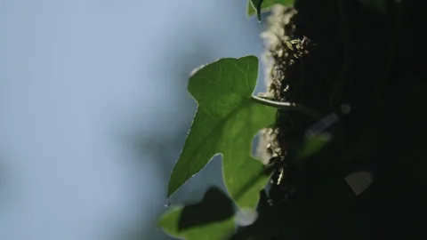 Tree covered with moss and plants close up Stockbeeldmateriaal 89531641